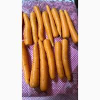 Морква Єгипет