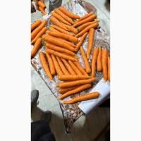 Морква Єгипет