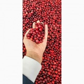 Продам очищену лісову свіжу клюкву