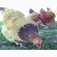 Інкубаційне яйце та курчата. Суссекс: срібло, золото, червоний