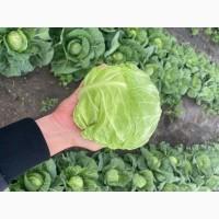 Продам молоду Капусту