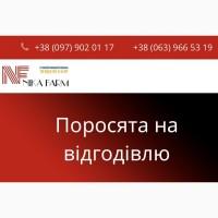 Продаж поросят датської генетики. Тільки опт