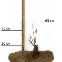 Саджанці калини Червоне Гроно