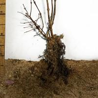 Саджанці калини Червоне Гроно