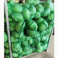 Реалізація молодої капусти | Прямі поставки з поля | Гурт від 10 т