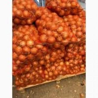 Рання молода цибуля з Рівненщини - гуртові партії від виробника