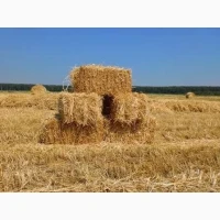 Продам солому житню в тюках