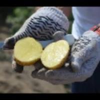 Насіннєва картопля Арізона Черкаська область купити якісну, роздріб від 10 кг