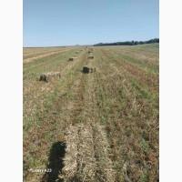 Продам сіно в тюках (суміш: вика, люцерна, злакові)