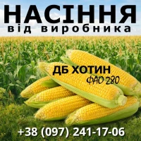 Пропонуємо високоякісне насіння кукурудзи. Насіння від виробника