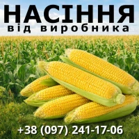 Пропонуємо високоякісне насіння кукурудзи. Насіння від виробника