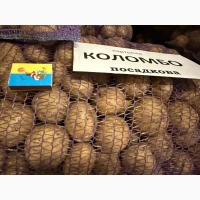 Насіння картоплі сорту Коломбо