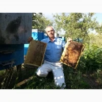 Продам бджолопакети