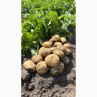 Продам картоплю, сорт Рівʼєра