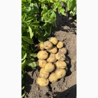 Продам картоплю, сорт Рівʼєра