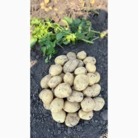 Продам картоплю, сорт Рівʼєра