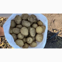 Продам картоплю, сорт Рівʼєра