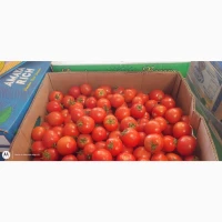 Продам полевой томат типу Асвон