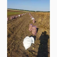 Продам товарну картоплю, сорт Арізона