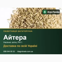 Сортове насіння пажитниці багаторічної Айтера