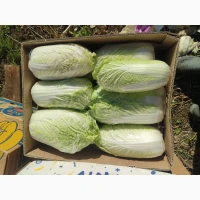 Продам пекінську капусту Київ