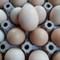Продам инкубационное яйцо бройлера кобб500
