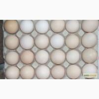 Яйце столове куряче