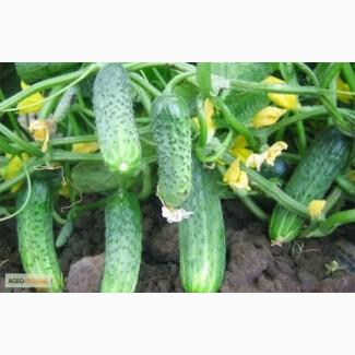 Продам семена Огурец Криспина F1