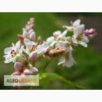 Семена Гречихи купить оптом от 100 кг. Канадский сорт GRANBY