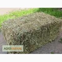 Продам сіно