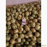 Продам Яблука. Ренет Симиренко