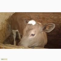 Продам теличку чорно-рябої породи