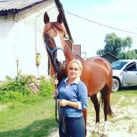 Французские рысаки. 2 жеребца