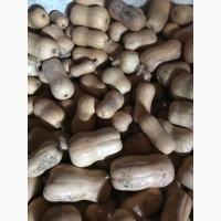 Продам тыкву