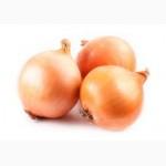Продам лук оптом