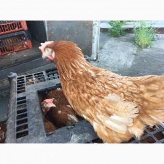 Продам кури