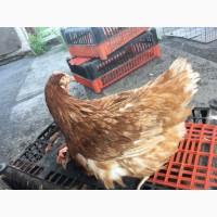 Продам кури