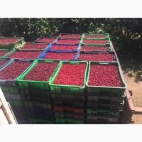 Продаємо кісточкові фрукти з саду по сезону дозрівання Врожай 2025 року