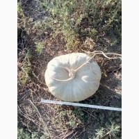 Продам тыкву арабатскую