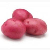 Продам картофель, сорт Манифест