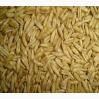 Куплю овес голозерний