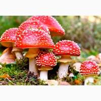 Мухомор сушенный красный дешево 10 грн