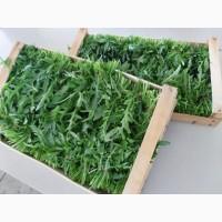 Продам листовые салаты и зелень (Италия)