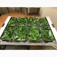 Продам листовые салаты и зелень (Италия)