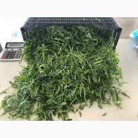 Продам листовые салаты и зелень (Италия)