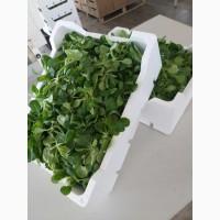Продам листовые салаты и зелень (Италия)