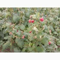 Саджанці малинки оптом та вроздріб