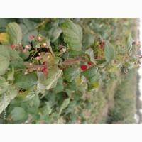 Саджанці малинки оптом та вроздріб