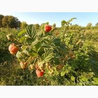 Саджанці малинки оптом та вроздріб