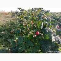 Саджанці малинки оптом та вроздріб